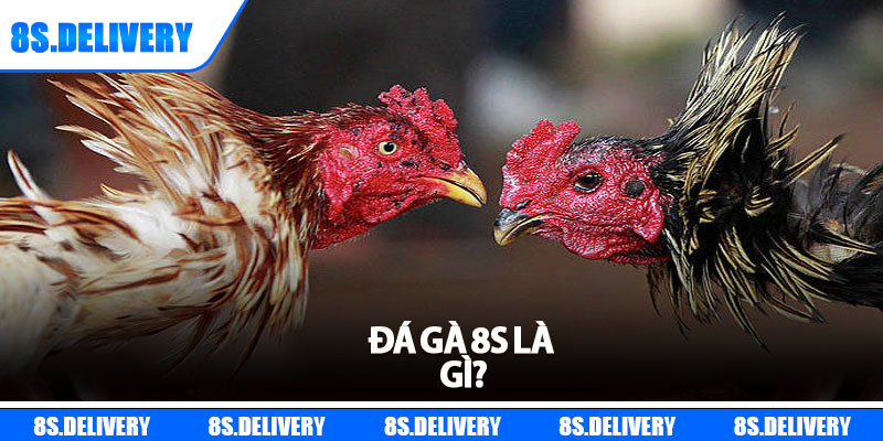 Đá Gà 8s – Sôi Động Từng Trận Đấu, Thắng Lớn Mỗi Ngày 1 Đá gà 8s là gì?