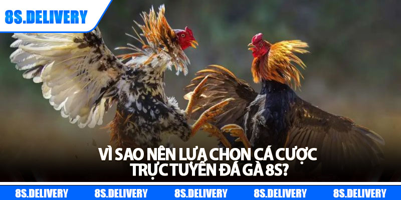 Đá Gà 8s – Sôi Động Từng Trận Đấu, Thắng Lớn Mỗi Ngày 3 Vì sao nên lựa chọn cá cược trực tuyến đá gà 8s?